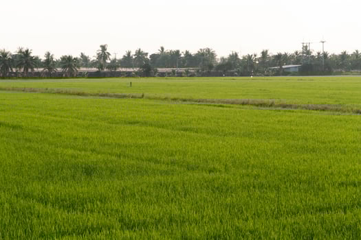 Lush green rice field rural area nature photography daylight wide view agricultural landscape photo