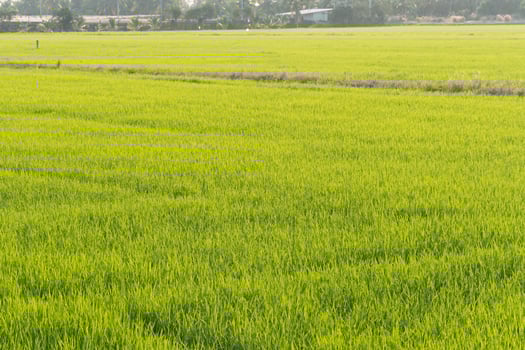 Harvesting rice agricultural field nature photography rural environment aerial view cultivation process photo