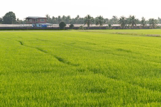 Rice harvesting action rural area landscape image lush green fields aerial view agricultural development photo