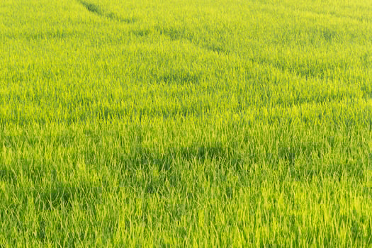 Harvesting rice fields rural area landscape photography lush environment aerial view agriculture concept photo