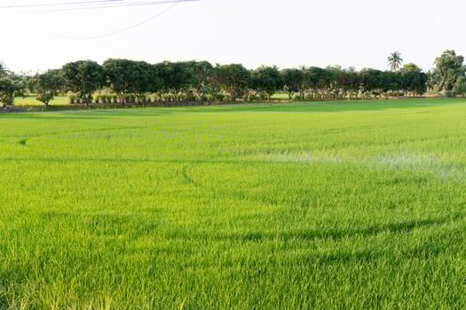 Lush green rice fields agricultural region landscape photography rural environment aerial perspective natural beauty photo