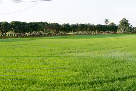 Harvesting rice fields rural landscape photography lush green environment wide angle view agriculture concept photo