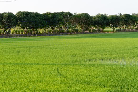 Cultivating rice rural farmland landscape photography lush green environment wide-angle view agricultural serenity photo