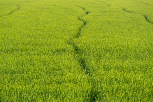 Growing rice field patterns rural landscape nature photography vibrant green environment aerial view agriculture concept photo