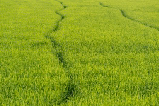 Harvesting rice lush green fields nature photography rural landscape aerial view agriculture concept photo