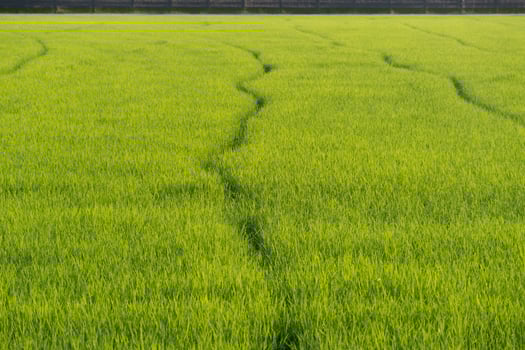 Growing green rice fields rural area nature photography bright daylight aerial view agricultural sustainability photo