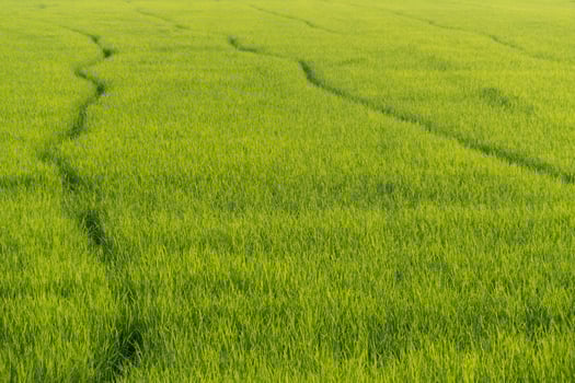 Growing rice fields rural area nature photography lush environment aerial view agricultural sustainability photo