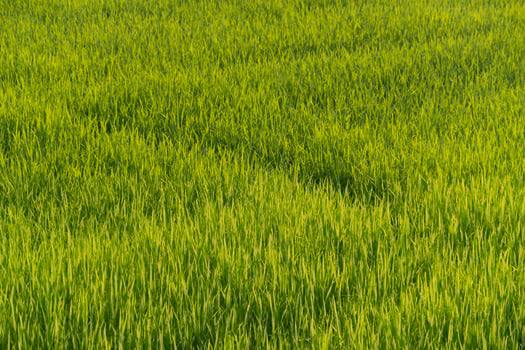Growing rice fields rural area landscape photography lush environment aerial view agriculture development photo