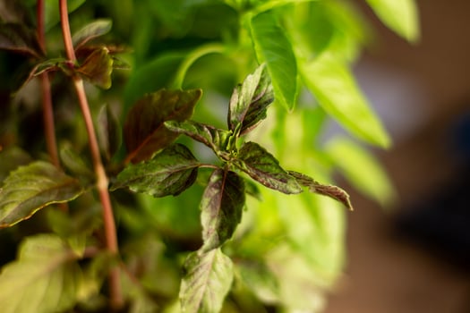 Basil grows in the house near the window photo