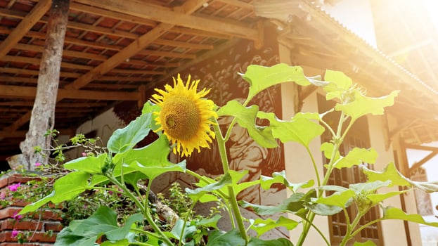 Sunflowers in the garden with soft and warm morning sunlight photo