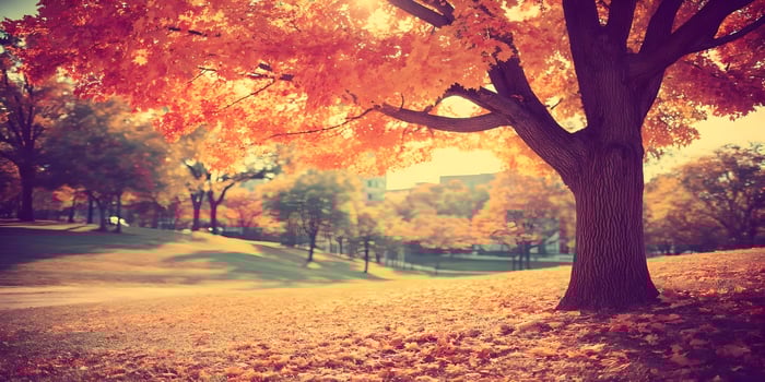 Autumn Landscape Tree with Orange Leaves Fall Season Scenery photo