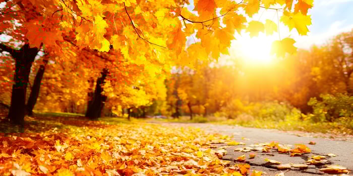 Autumn Landscape Road Golden Maple Leaves Sunny Day Fall Season photo