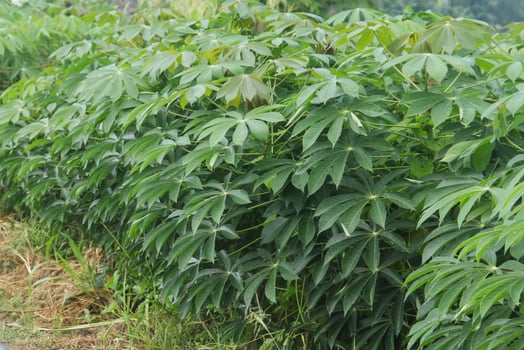 Manihot esculenta or cassava, a cassava plant that grows well on agricultural land in Indonesia photo
