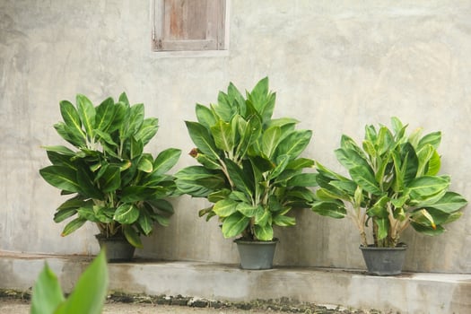 Aglaonema or Chinese evergreen plants that grow in pots and decorate the yard photo