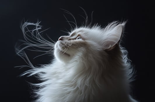 Fluffy White Cat Gazing Upwards Serene Dark Background photo