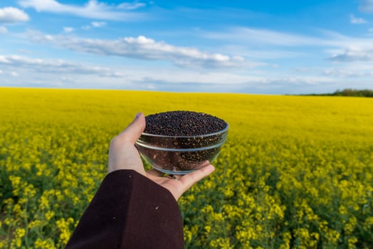 Hand Holding Bowl of Rapeseed in Bloom Field Under Blue Skies For Sustainable Agriculture and Oilseed Production photo