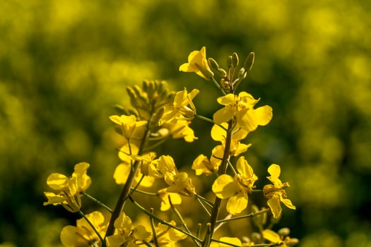 A close up of some yellow flowers in a field photo