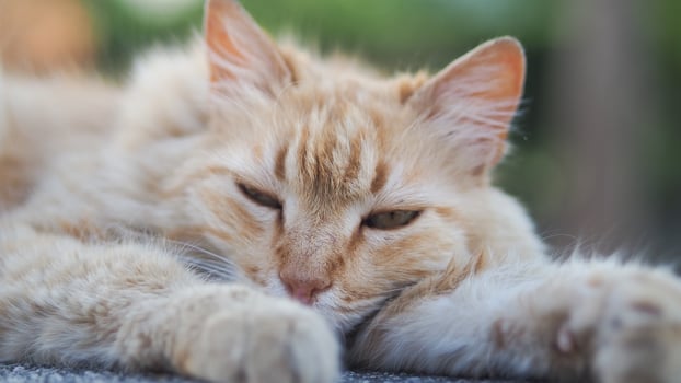 Orange cat relaxing in warm sunlight outdoors photo