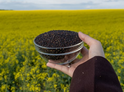 Holding Bowl Filled with Canola Seeds in Field of Blooming Yellow Canola Flowers Under Cloudy Sky, Agriculture photo