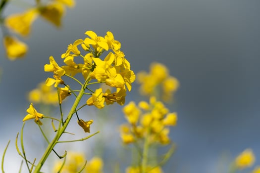 Abundant Yellow Flowers Bloom Against a Soft Gray Sky, Featuring Green Stem and Floral Details in Springtime photo