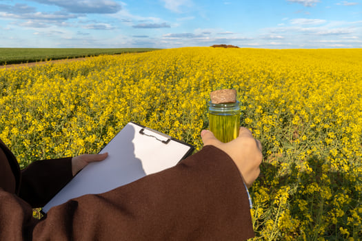 A researcher conducts quality analysis of biodiesel while holding a sample in a glass jar amidst a yellow canola field during midday photo