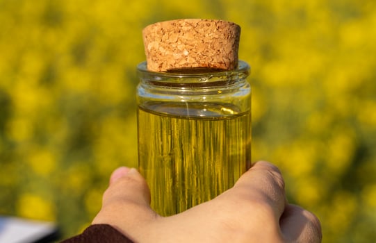 Holding clear glass bottle with cork containing golden liquid against field of yellow flowers, showcasing natural ingredient photo