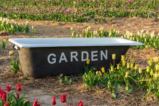 Whimsical outdoor scene with antique bathtub among tulip field, featuring unique flower garden concept with diverse colors. photo