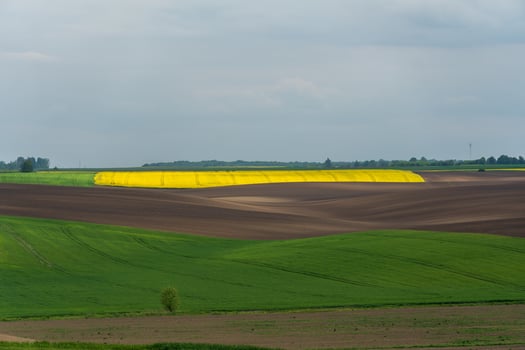 Vast farmland displays a striking yellow crop area against deep brown soil and lush green fields under a cloudy sky, showcasing agricultural diversity photo