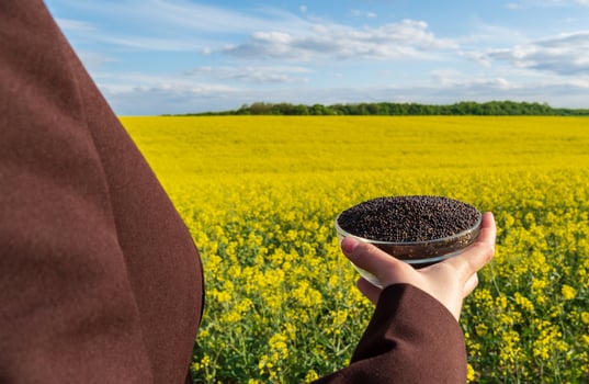 A person stands in a bright yellow rapeseed field, holding a bowl filled with dark rapeseed seeds. The sky is clear with a few clouds in the distance photo