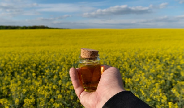A hand holds a small glass jar of rapeseed oil amidst vibrant yellow fields of blooming rapeseed. The sky above is clear, adding to the serene landscape photo