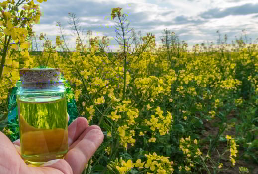 Hand holding a jar of rapeseed oil amidst a bright yellow rapeseed field, showcasing the rich colors and beauty of nature on a clear day photo
