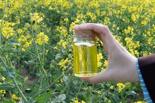A person holds a jar of rapeseed oil surrounded by blooming yellow flowers in a field. The bright blossoms reflect the beauty of spring harvest time photo