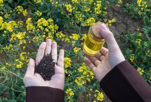 Two hands showcase black rapeseeds in one and a jar of golden oil in the other, set against a backdrop of blooming rapeseed flowers under bright sunlight photo
