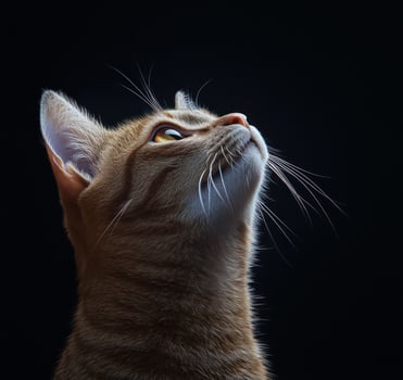 Ginger Cat Gazing Upwards Against Dark Background photo