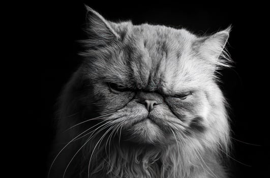 A Grumpy Persian Cat Portrait in Black and White photo