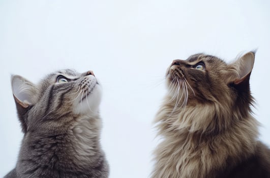 Two domestic cats looking upwards with focused attentive expressions photo