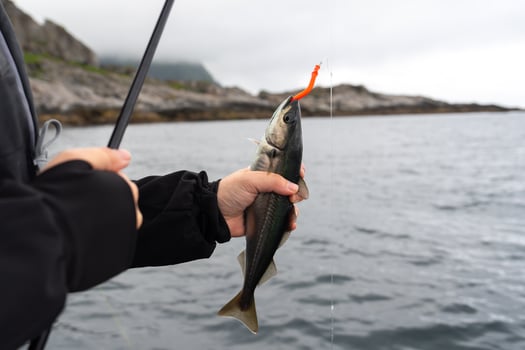 A fisherman unhooking a fresh catch on a rocky shore in Norway, with serene waters and distant mountains in the background. A tranquil fishing adventure outdoors. photo