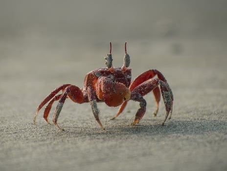 Crab illustration, beautiful high resolution background, hd stock photo