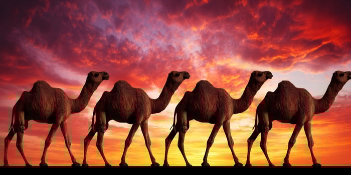 Four Camels Silhouette at Sunset Desert Landscape photo