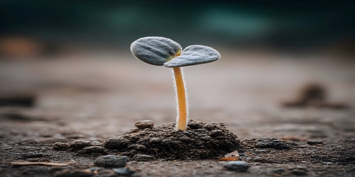 Closeup Young Plant Sprout Seedling Growing Soil Ground photo