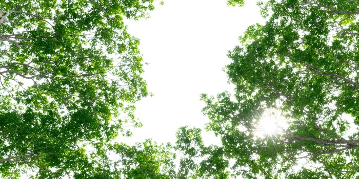 Bright Sunlight Through Lush Green Tree Canopy Summer Nature Scene photo