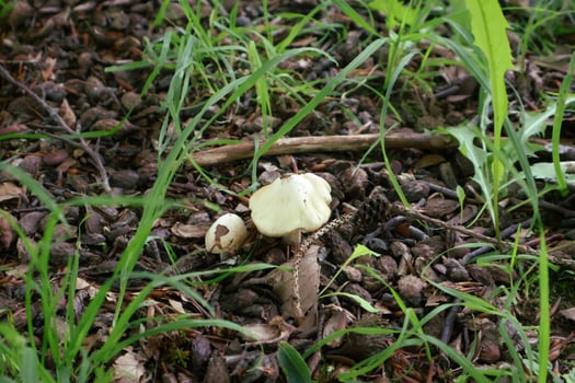 Small Mushrooms Growing on a Forest Floor Among Leaves and Grass photo