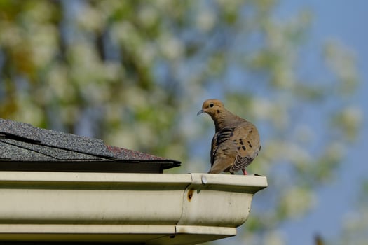 Mourning Dove sitting on the top of a house spouting, the soft spring background gives a sense of peace and quiet photo