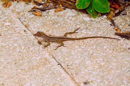Brown anole on a walkway in the Bahamas photo