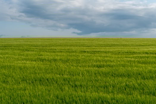 A lush green field stretches as far as the eye can see beneath an expansive sky filled with clouds, showcasing the tranquility of rural life during the day photo