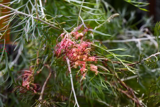 Close-up of Grevillea juniperina with vibrant red flowers and needle-like leaves, highlighting its unique texture and beauty in natural outdoor setting. photo