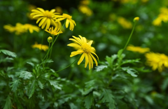 Bright yellow Euryops chrysanthemoides flowers, also known as Golden Daisy Bush, blooming vibrantly against lush green foliage. Family Asteraceae. photo