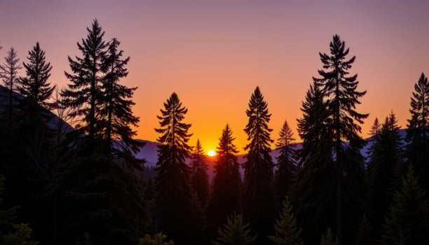 tall forest trees silhouetted against sunset photo