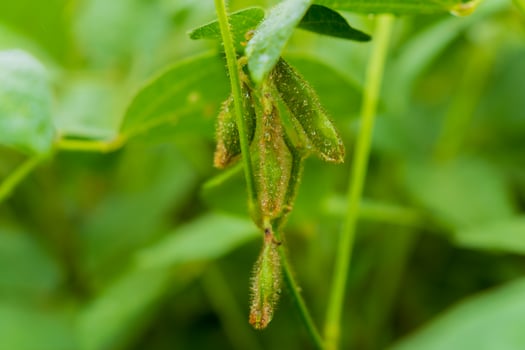 In a vibrant rural setting, soybean plants display lush green leaves and developing pods. The scene captures the essence of agricultural growth and the beauty of nature photo