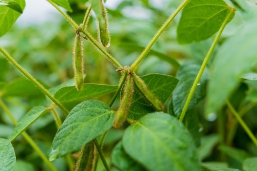 Soybean plants thrive in a rural field, showcasing green leaves and developing pods. This vibrant scene captures the essence of agricultural life during the harvest period photo